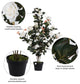 Vickerman 45" Rose Plant in Pot, White