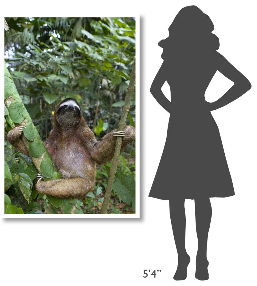 "Brown-throated 3-toed Sloth male, Aviarios Sloth Sanctuary" Paper Art, 34"x50"