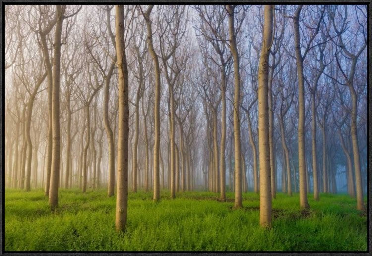 "Morning Of The Forest" Framed Canvas Giclee by Andy Chan, 31x21"