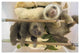 "Hoffmann's 2-toed Sloth babies, Aviarios Sloth Sanctuary" Paper Art, 20"x14"