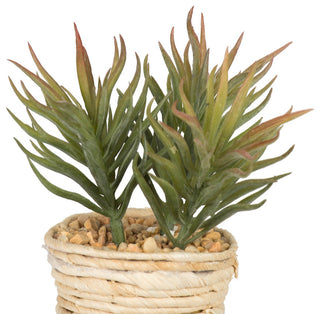 Close-up of a succulent plant in its pot on a white background.