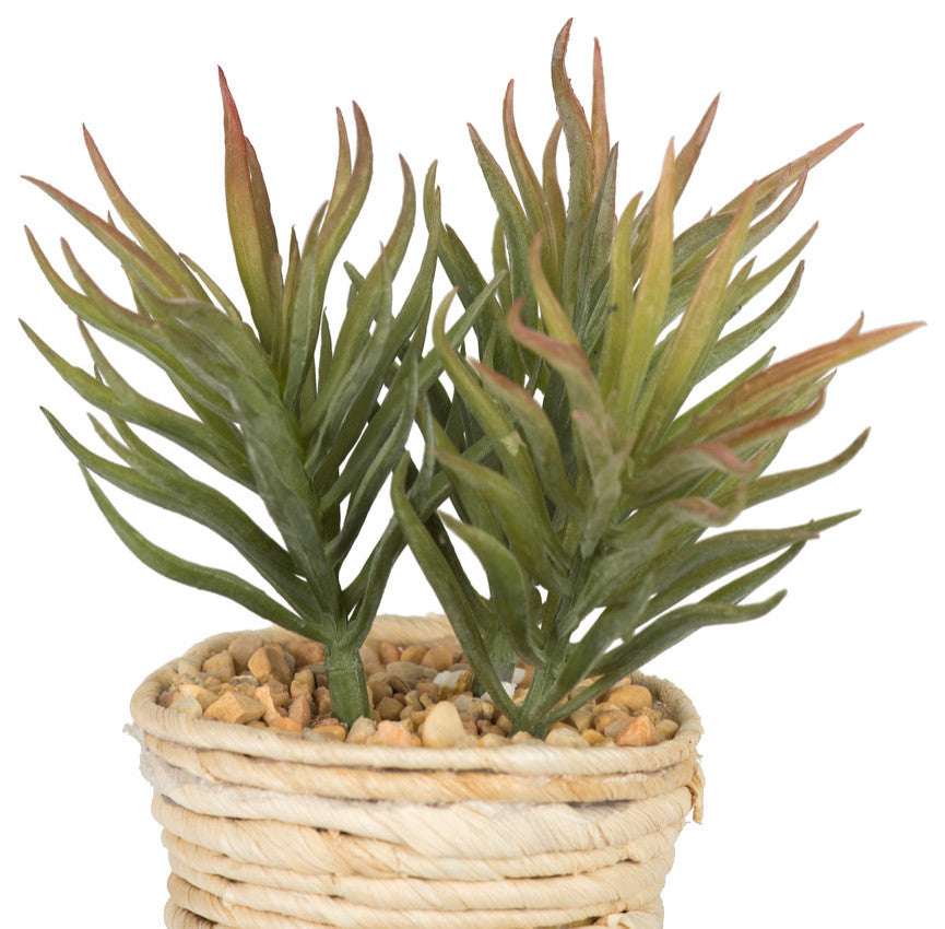 Close-up of a succulent plant in its pot on a white background.