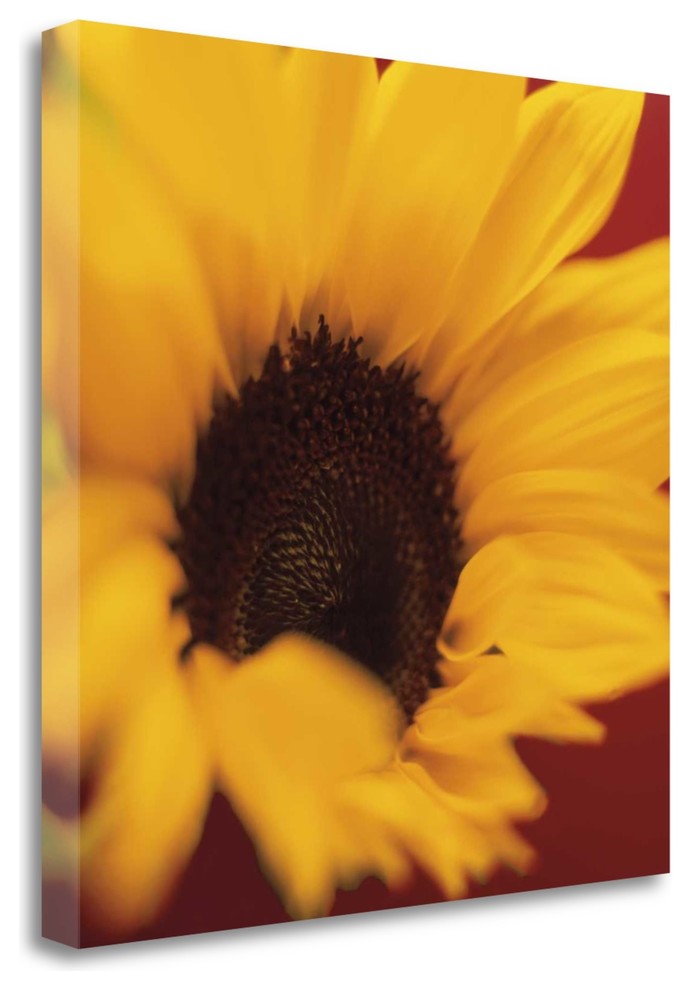 "Sunflower On Red" By Jane-Ann Butler, Giclee Print on Gallery Wrap Canvas