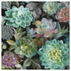 "Floral Succulents v2 Crop" Digital Paper Print by Danhui Nai, 38"x38"