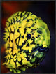 "Pineconefish" Framed Canvas Giclee by Barathieu Gabriel, 25x33"
