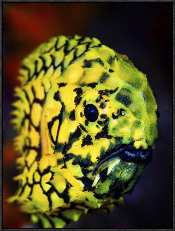 "Pineconefish" Framed Canvas Giclee by Barathieu Gabriel, 25x33"