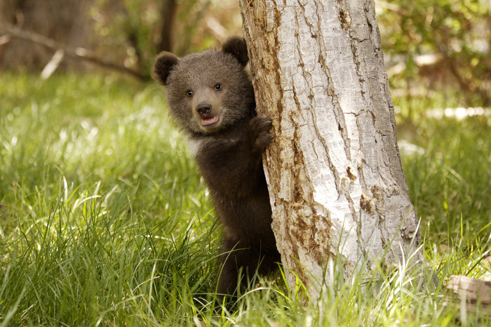 Baby Grizzly Bear Cub Behind Tree In Meadow Wildlife Photo Canvas Wall Art Print, 18" X 24"