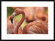 "Greater Flamingo, Jurong Bird Park, Singapore"  by Tim Fitzharris, 32x24"