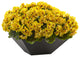 15" Geranium With Black Planter UV Resistant, Indoor and Outdoor, Yellow