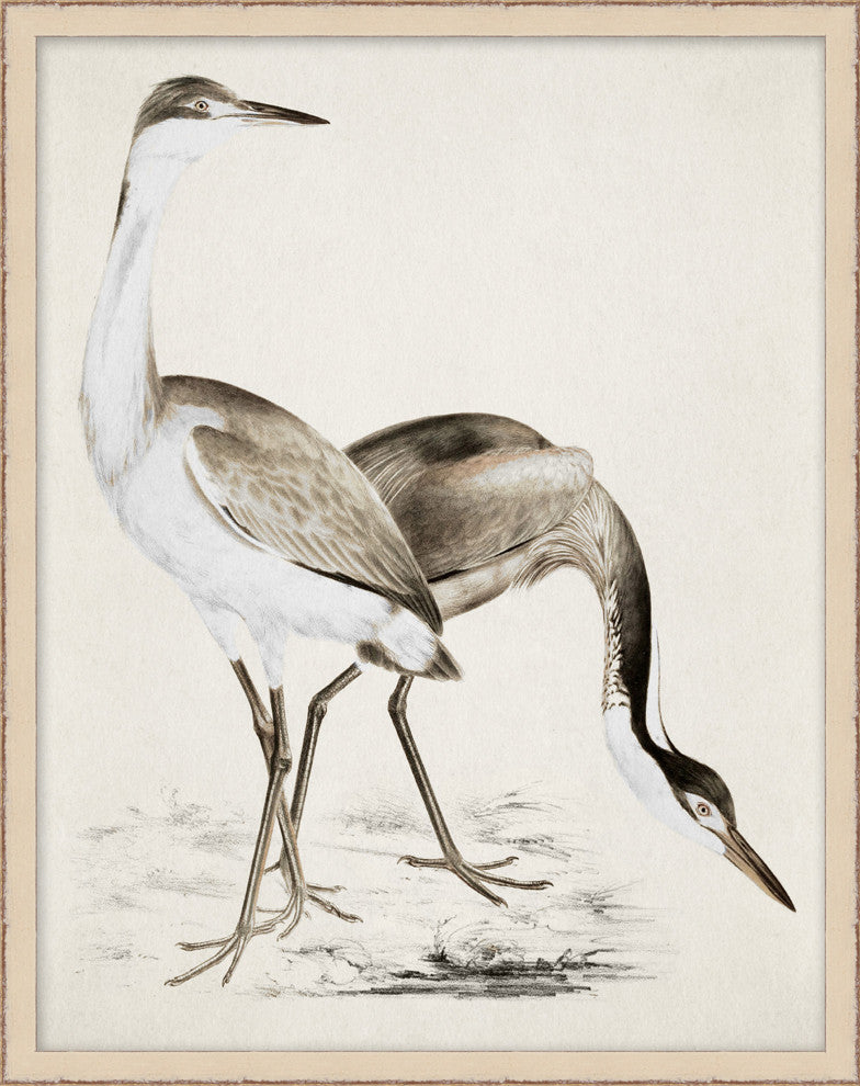Coastal Bird Impression 1, Giclee Reproduction Artwork