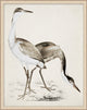 Coastal Bird Impression 1, Giclee Reproduction Artwork