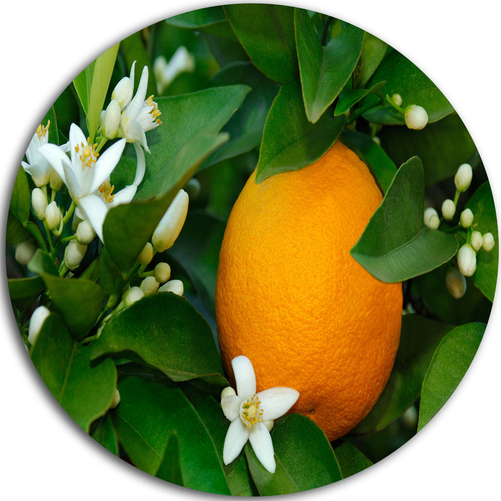 Orange Blossom, Art Portrait Round Wall Art, 11"