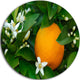 Orange Blossom, Art Portrait Round Wall Art, 11"