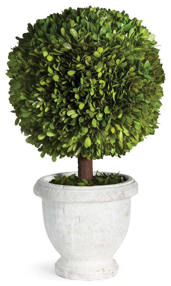 Primary product: isolated, full view of ball-topiary in pot on white background; no text.
