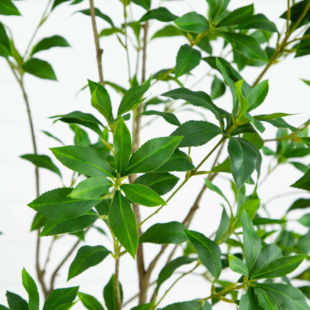 Close-up of leaves with white background (alternate_white_close).