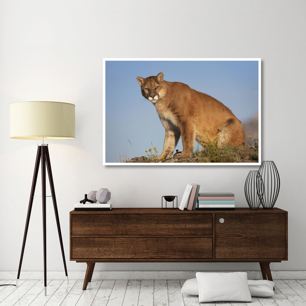 "Mountain Lion North America" Digital Paper Print by Tim Fitzharris, 62"x42"
