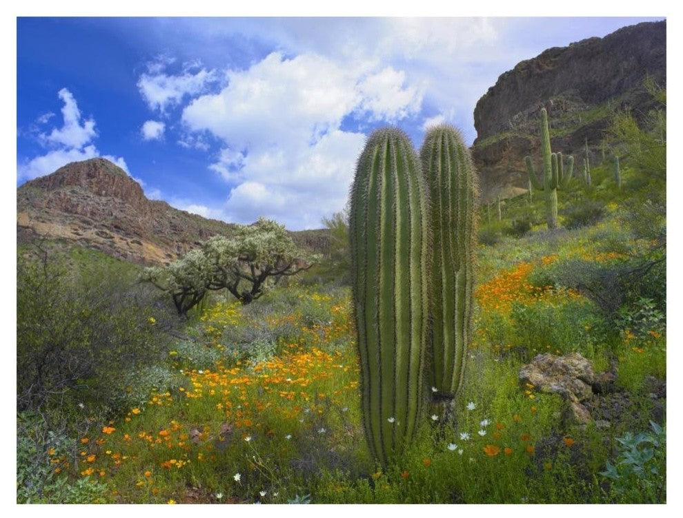 "Saguaro amid flowering Lupine, Organ Pipe Cactus Monument" Paper Art, 18"x14"