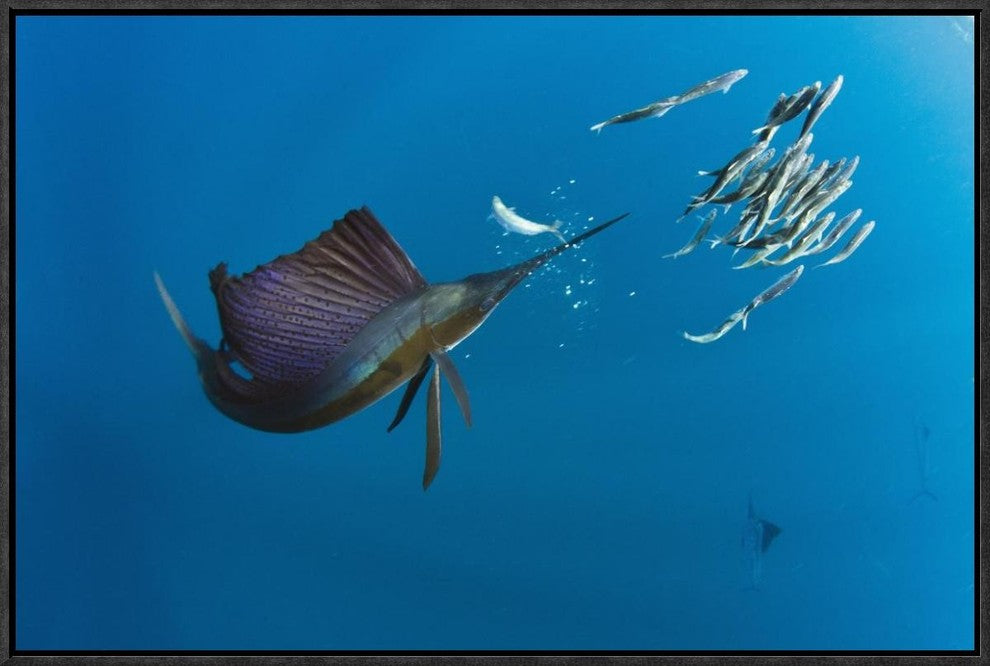 Atlantic Sailfish Hunting Round Sardinella, Isla Mujeres, Mexico, 24"x16"