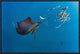 Atlantic Sailfish Hunting Round Sardinella, Isla Mujeres, Mexico, 24"x16"