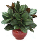 Magnolia in Red Rust Vase