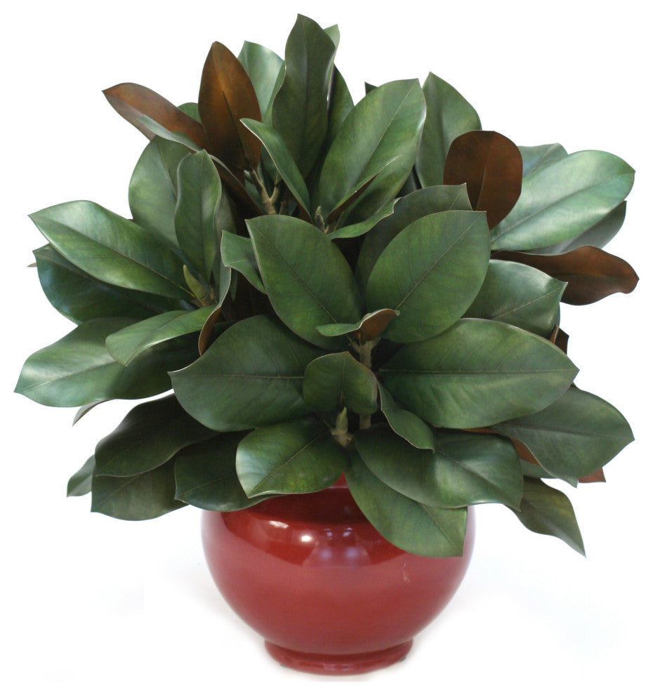Magnolia in Red Rust Vase