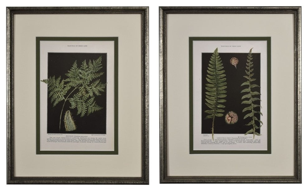 Original Vintage 1925 Botanical Fern Framed Prints, Set of 2