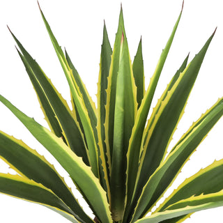 Close-up of leaves with white background; no text/diagrams.