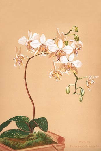 Phalenopsis Stuartiana; Philippine Orchid - Canvas Poster 20" x 30"