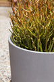 Pure Series Kona Planter, Grey, 10", 2 Pack