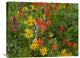 "Orange Sneezeweed And Indian Paintbrush In Meadow, North America" Artwork