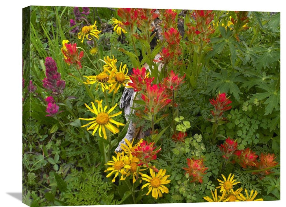 "Orange Sneezeweed And Indian Paintbrush In Meadow, North America" Artwork