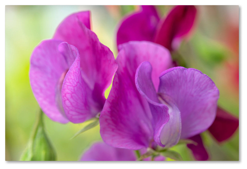 Cora Niele ''Two Sweet Pea Flowers'' Canvas Art