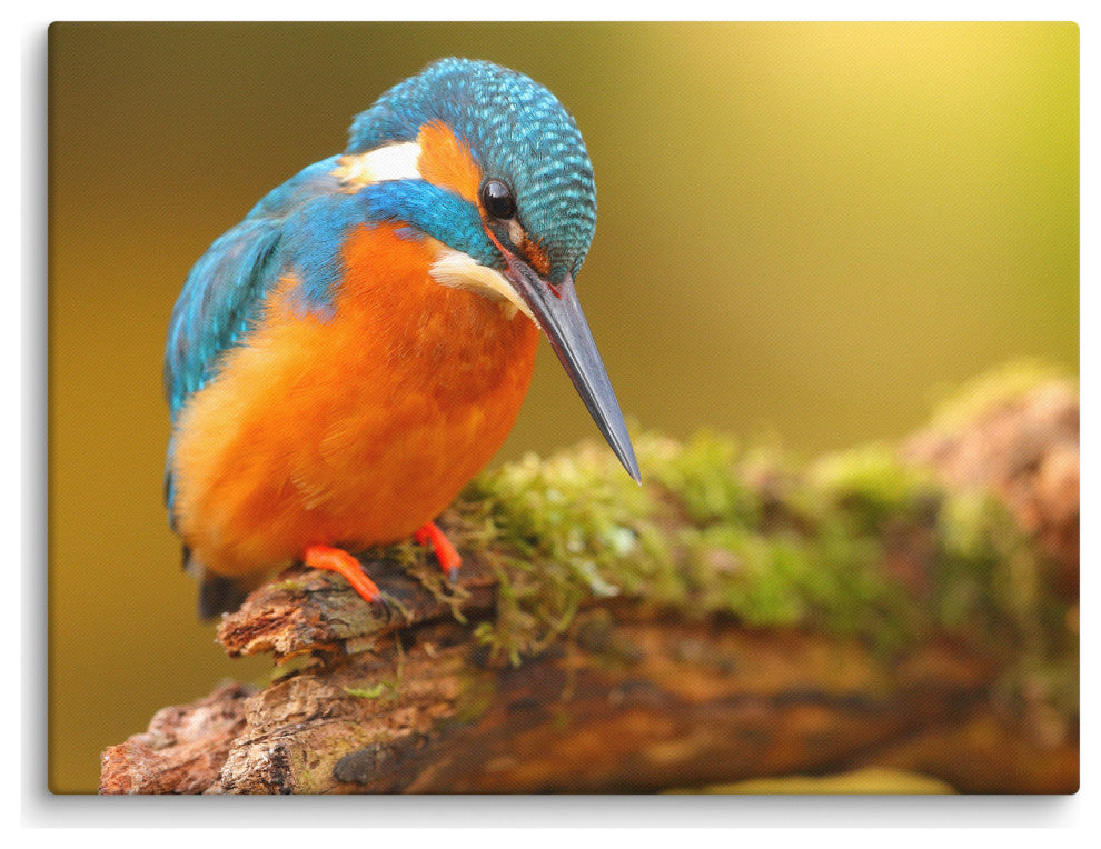 Kingfisher Bird on Perch 2 Animal Wildlife Photo Canvas Wall Art Prints, 18" X 24"