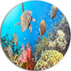 Undersea Panorama, Photography Round Wall Art, 38"