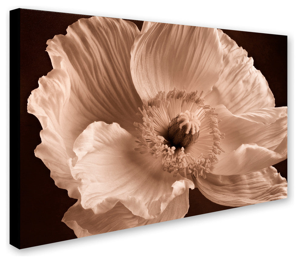 Cora Niele 'Sepia Poppy I' Canvas Art