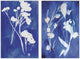 White Stems Diptych, 48x36