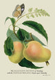 The Mazagon Mango and the Papilio Bolina- Gallery Wrapped Canvas Art 28" x 42"