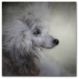 Jai Johnson 'Longing Silver Standard Poodle' Canvas Art, 35 x 35