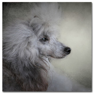 Jai Johnson 'Longing Silver Standard Poodle' Canvas Art, 35 x 35