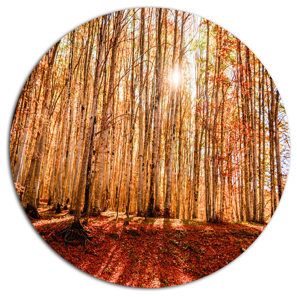 Bright Sun Over Thick Fall Forest, Forest Large Disc Metal Artwork, 11"