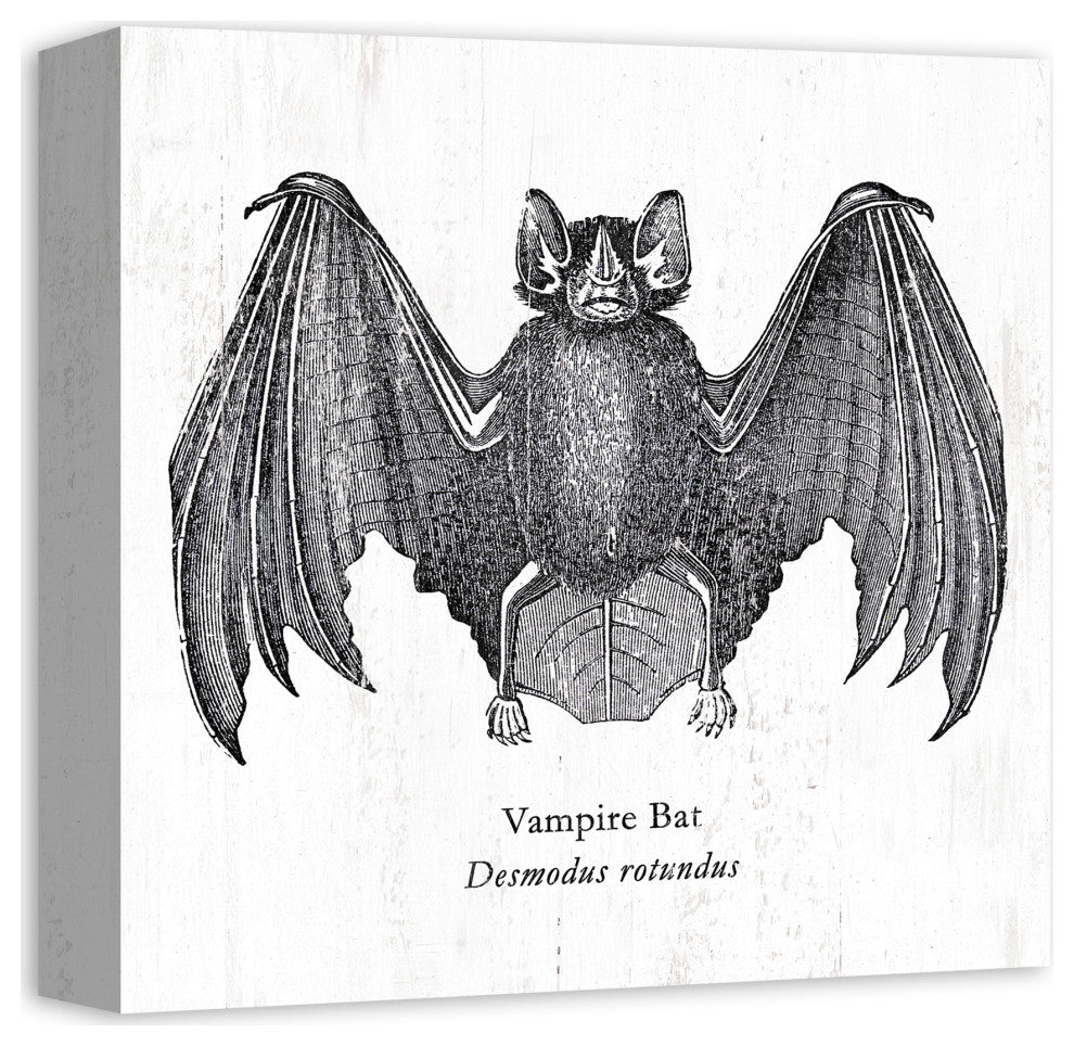 Vampire Bat 12x12 Canvas Wall Art