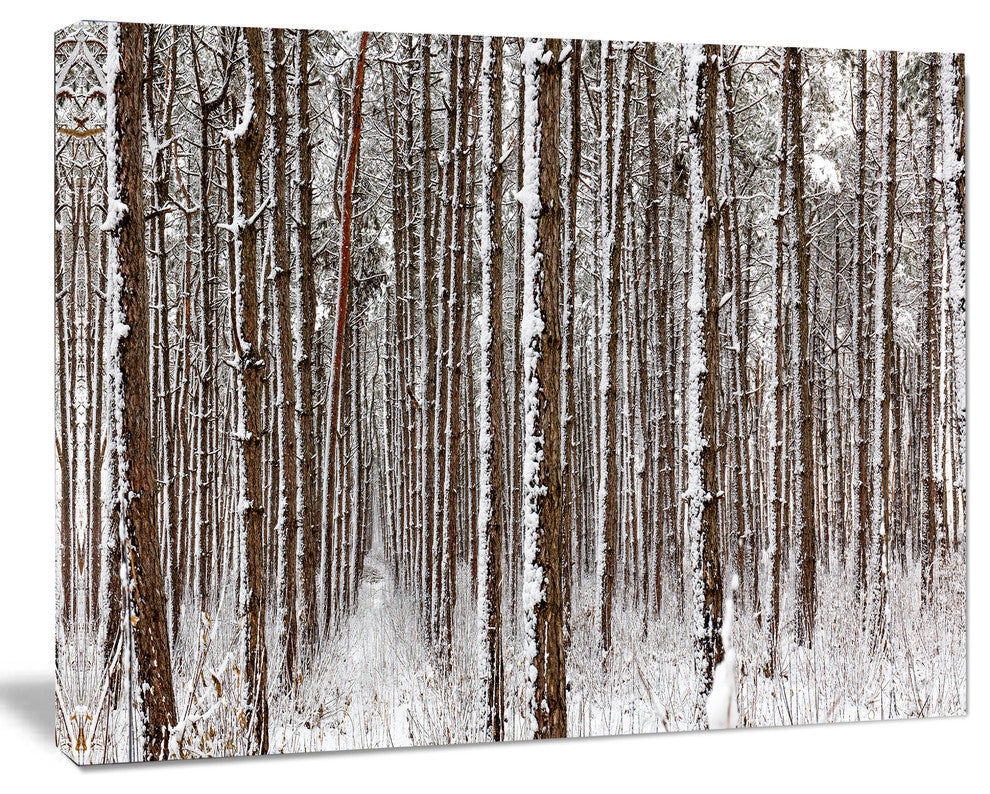 Dense Pine Forest in Winter, Landscape Canvas Art Print, 40"x30"