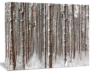 Dense Pine Forest in Winter, Landscape Canvas Art Print, 40"x30"