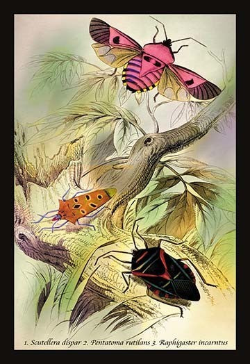 Insects: Pentatoma Rutilans and Raphigaster Incarntus-Gallery Wrapped Canvas Art
