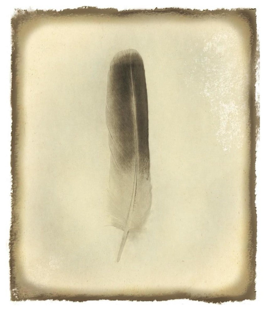 "Feather II Vintage" Digital Paper Print by Debra Van Swearingen, 36"x42"
