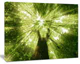 Sunlight Peeking through Green Tree, Landscape Canvas Art Print, 20"x12"