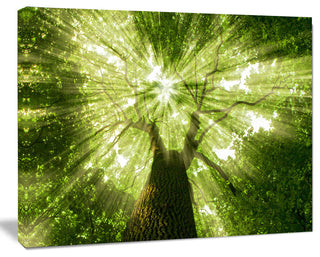 Sunlight Peeking through Green Tree, Landscape Canvas Art Print, 20"x12"