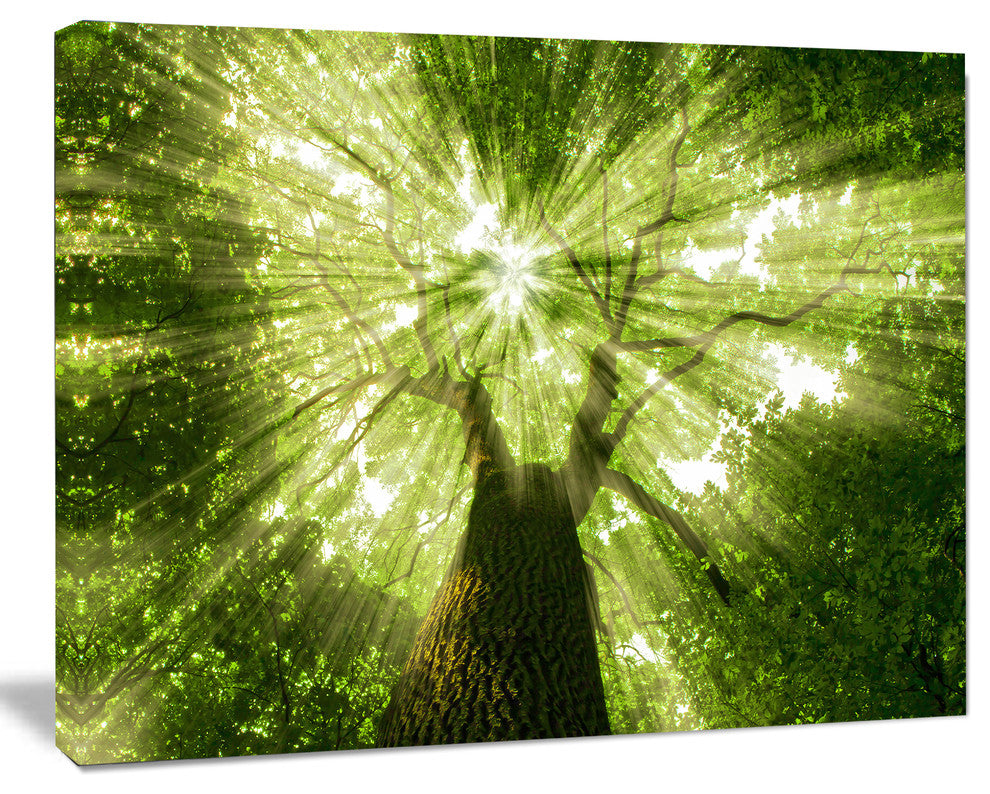 Sunlight Peeking through Green Tree, Landscape Canvas Art Print, 20"x12"
