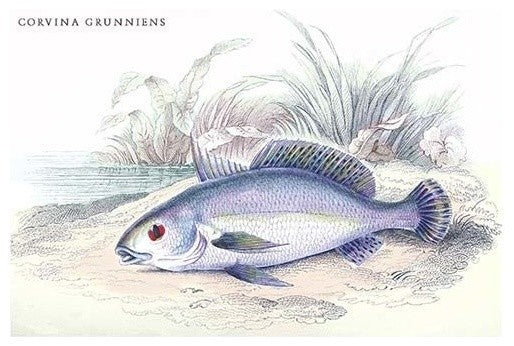 Corvina Grunniens - Fine Art Giclee Print 24" x 36"
