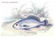 Corvina Grunniens - Fine Art Giclee Print 24" x 36"